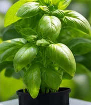 Basilic trapu aux feuilles serrées