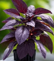 Basilic pourpre