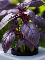 Basilic pourpre