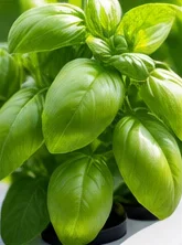 Basilic grand vert