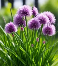 Pompons violets de ciboulette