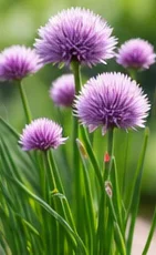 Ciboulette en fleurs violettes