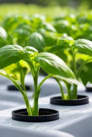 Jeunes plants d’aromatiques en paniers