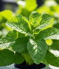 Menthe à feuilles gaufrées