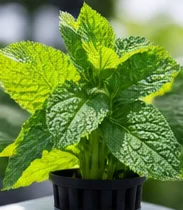 Menthe vigoureuse