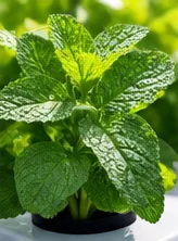 Menthe