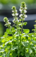 Thym en fleurs