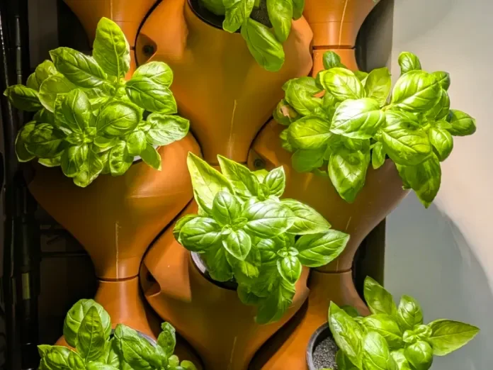 Modules verticaux imprimés en 3D couleur terre cuite, garnis de basilic sous un éclairage d’intérieur