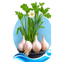 Ail cultivé en tour hydroponique