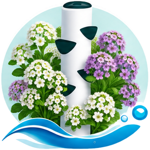 Alysson odorant cultivé en tour hydroponique