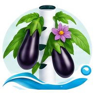 Aubergine cultivé en tour hydroponique