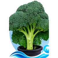 Brocoli cultivé en tour hydroponique
