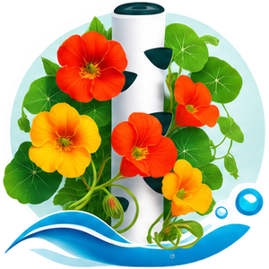 Capucine cultivé en tour hydroponique