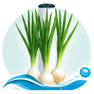 Oignon vert (cébette) cultivé en tour hydroponique