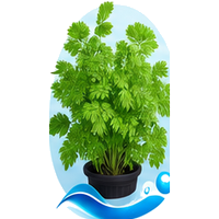 Cerfeuil cultivé en tour hydroponique