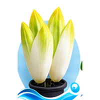 Endive et chicorée cultivé en tour hydroponique