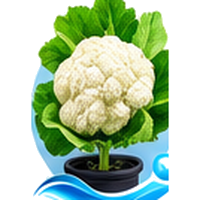 Chou-fleur cultivé en tour hydroponique