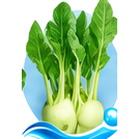 Chou-rave cultivé en tour hydroponique