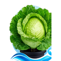 Chou pommé cultivé en tour hydroponique
