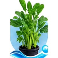 Choy sum cultivé en tour hydroponique