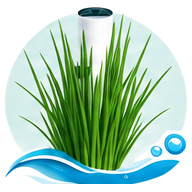 Ciboulette cultivé en tour hydroponique