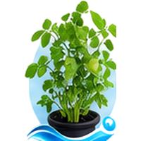 Cresson alénois cultivé en tour hydroponique