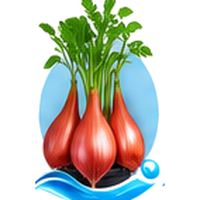Échalote cultivé en tour hydroponique