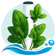 Épinard cultivé en tour hydroponique
