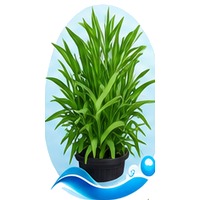 Estragon français cultivé en tour hydroponique