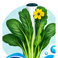 Gai lan (brocoli chinois) cultivé en tour hydroponique