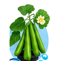 Gombo cultivé en tour hydroponique