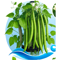 Haricot à rames cultivé en tour hydroponique