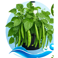 Haricot vert cultivé en tour hydroponique