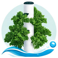 Kale cultivé en tour hydroponique