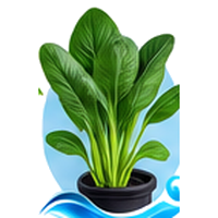Komatsuna cultivé en tour hydroponique