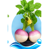 Navet cultivé en tour hydroponique