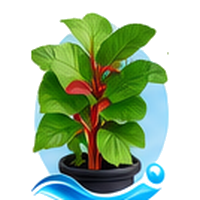 Oseille cultivé en tour hydroponique