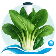 Pak choï cultivé en tour hydroponique