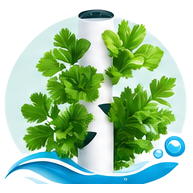 Persil cultivé en tour hydroponique
