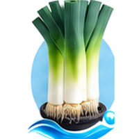 Poireau cultivé en tour hydroponique