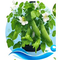 Pois mangetout et gourmand cultivé en tour hydroponique