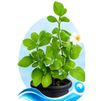 Pourpier cultivé en tour hydroponique