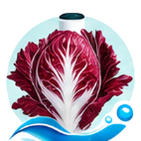 Radicchio cultivé en tour hydroponique
