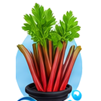 Rhubarbe cultivé en tour hydroponique