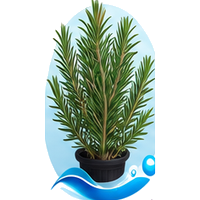 Romarin cultivé en tour hydroponique