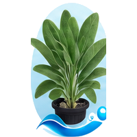 Sauge cultivé en tour hydroponique