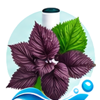 Shiso (périlla) cultivé en tour hydroponique