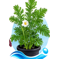 Shungiku (chrysanthème comestible) cultivé en tour hydroponique