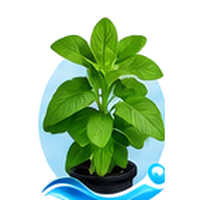 Stévia cultivé en tour hydroponique