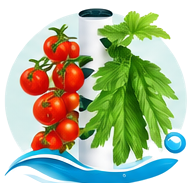 Tomate cerise naine cultivé en tour hydroponique